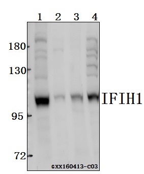 a00263 1 ifih1 primary antiboties wb testing 1
