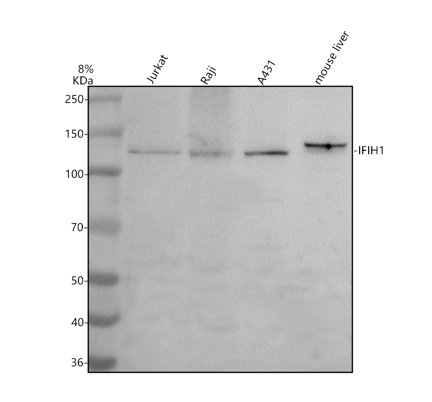 a00263 2 ifih1 primary antibodies wb testing 1