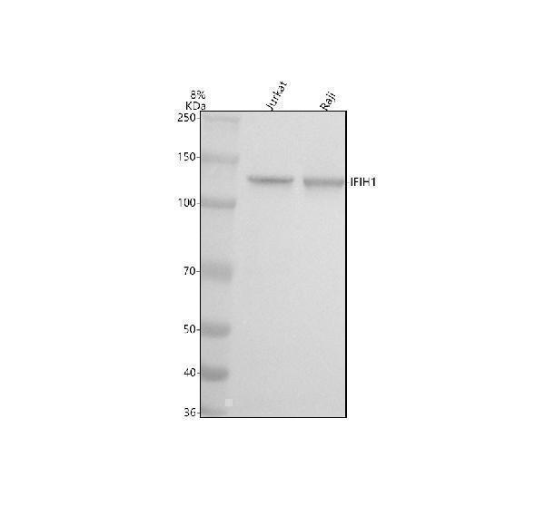  Western blot analysis of MDA5/IFIH1 using anti-MDA5/IFIH1 antibody (A00263-2)