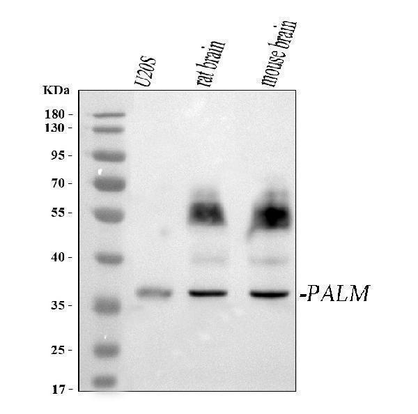  Western blot analysis of PALM using anti-PALM antibody (A00265-1)