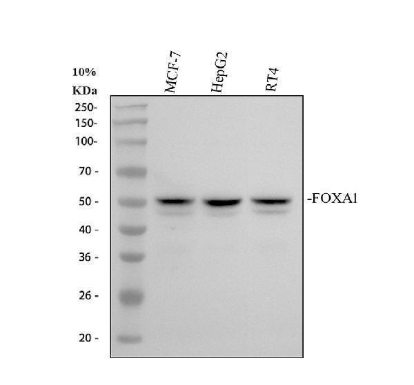 a00266 1 foxa1 primary antibodies wb testing 1