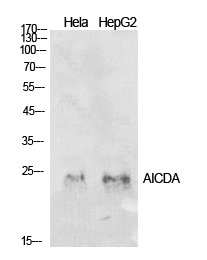 a00267 1 aicda primary antibodies wb testing 2