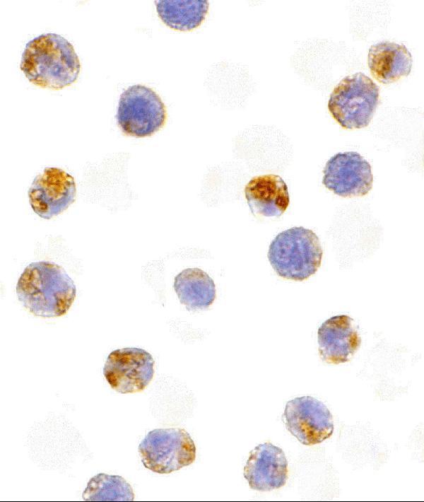 a00267 aicda primary antibodies icc testing 2