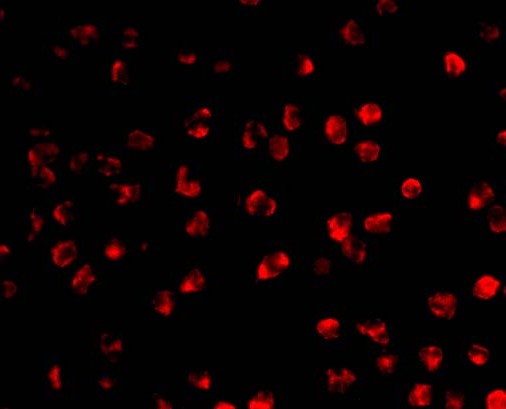 a00267 aicda primary antibodies if testing 3