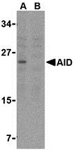a00267 aicda primary antibodies wb testing 1