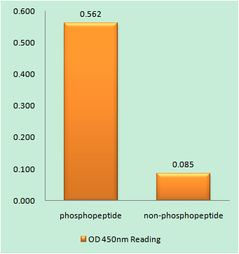 Enzyme-Linked Immunosorbent Assay (Phospho-ELISA) for Immunogen Phosphopeptide (Phospho-left) and Non-Phosphopeptide (Phospho-right), using IRS-1 (Phospho-Ser307) Antibody