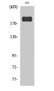 Western Blot analysis of various cells using Phospho-IRS-1 (S307) Polyclonal Antibody diluted at 1:1000