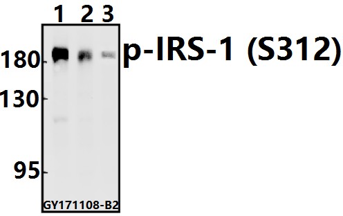a00268s312 irs1 primary antiboties wb testing 1