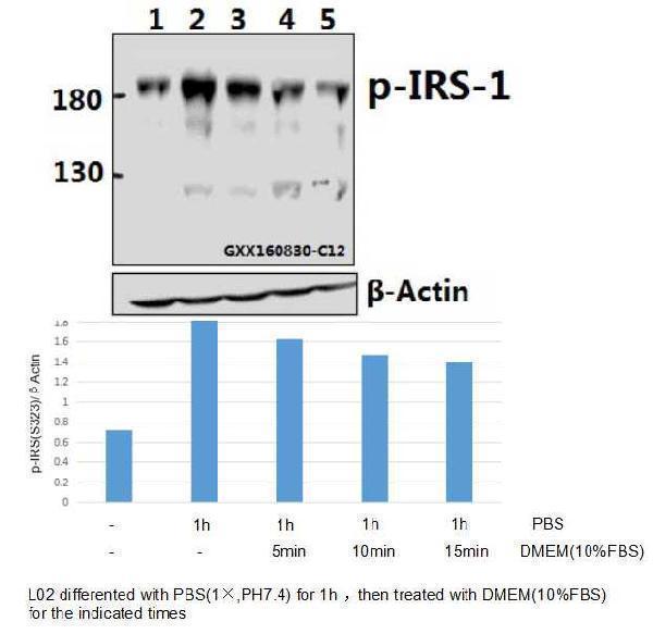 Western blot (WB) analysis of p-IRS-1 (S323) polyclonal antibody at 1:500 dilution
Lane1:L02 whole cell lysate(40ug)
Lane2:L02 treated with PBS(1×PBS,PH7