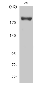Western Blot analysis of various cells using Phospho-IRS-1 (S639) Polyclonal Antibody diluted at 1:500
