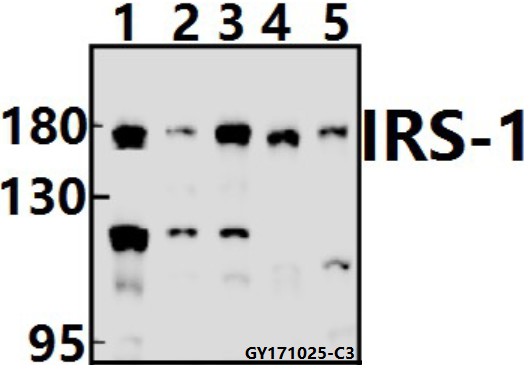 Western blot (WB) analysis of IRS-1 (Y632) pAb at 1:500 dilution
Lane1:HEK293T whole cell lysate(40ug)
Lane2:PC3 whole cell lysate(40ug)
Lane3:Panc1 whole cell lysate(40ug)
Lane4:CT26 whole cell lysate(40ug)
Lane5:C6 whole cell lysate(40ug)