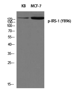 Western blot analysis of KB MCF-7 using p-IRS-1 (Y896) antibody