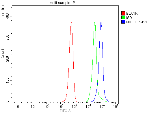 Flow Cytometry analysis of K562 cells using anti-MITF antibody (A00269-3)
