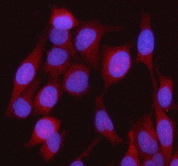 a00271 1 hebp1 primary antibodies if testing 4