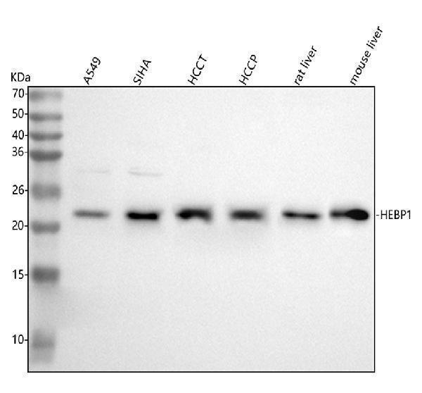  Western blot analysis of HEBP1 using anti-HEBP1 antibody (A00271-1)
