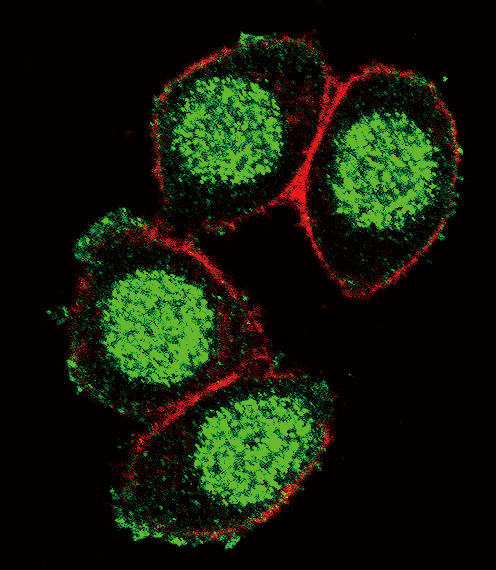 Confocal immunofluorescent analysis of PAX6 Antibody (Center) with Hela cell followed by Alexa Fluor 488-conjugated goat anti-rabbit lgG (green). Actin filaments have been labeled with Alexa Fluor 555 phalloidin (red).