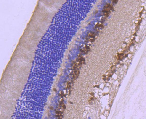 a00273 pax6 primary antiboties ihc testing 2