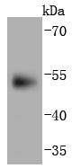 a00273 pax6 primary antiboties wb testing 1