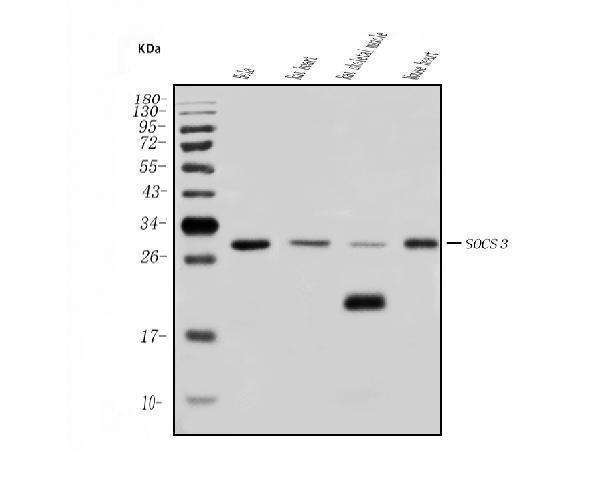 a00274 2 socs3 primary antibodies wb testing 1_1
