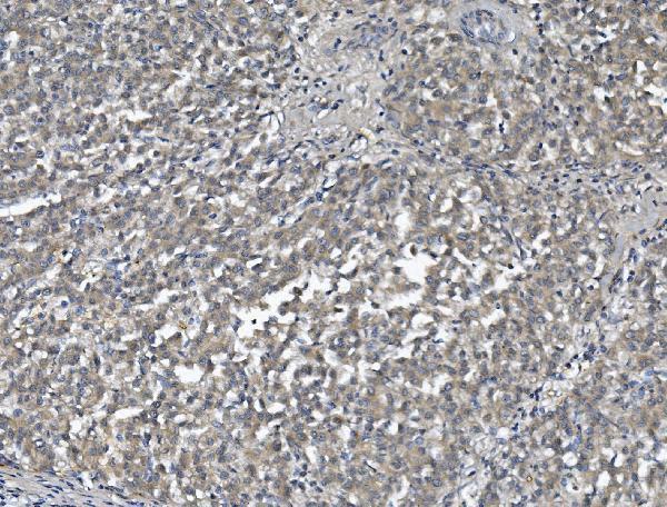 a00275 2 afm primary antibodies ihc testing 3