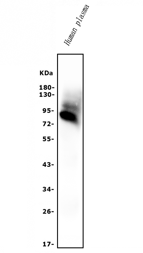 a00275 2 afm primary antibodies wb testing 1