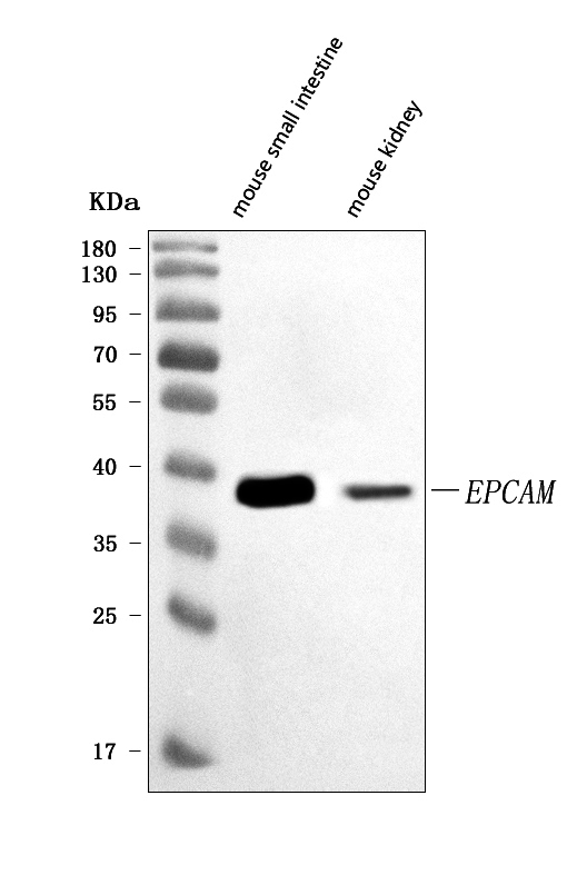  Western blot analysis of CD326/Epcam using anti-CD326/Epcam antibody (A00276-2)