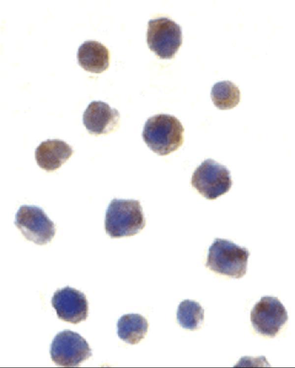 a00277 chek2 primary antibodies icc testing 2