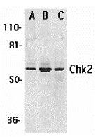 a00277 chek2 primary antibodies wb testing 1
