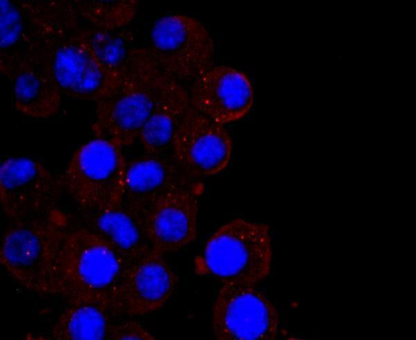 ICC staining IP10 in N2A cells (red)