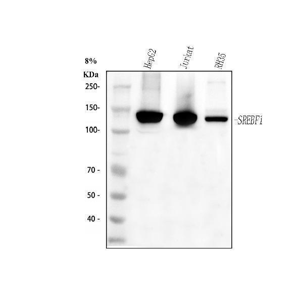  Western blot analysis of SREBF1 using anti-SREBF1 antibody (A00282-2)