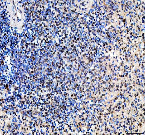 a00282 3 ebf1 2 3 4 primary antibodies ihc testing 1