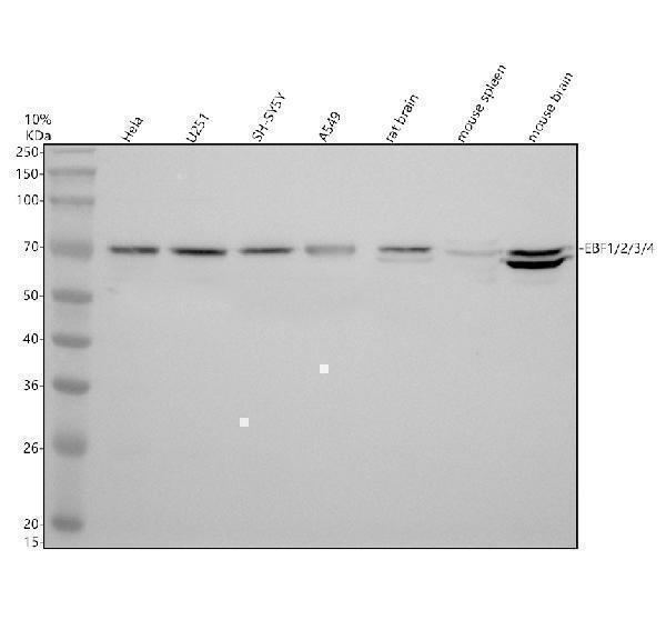 a00282 3 ebf1 2 3 4 primary antibodies wb testing 1