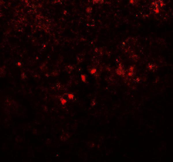 Immunofluorescence of SREBF1 in human spleen tissue with SREBF1 antibody at 20 μg/mL