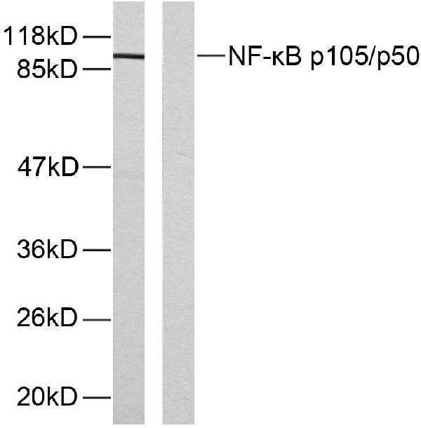 Western blot analysis of lysates from HeLa cells, using NF-kappaB p105/p50 (Phospho-Ser893) Antibody