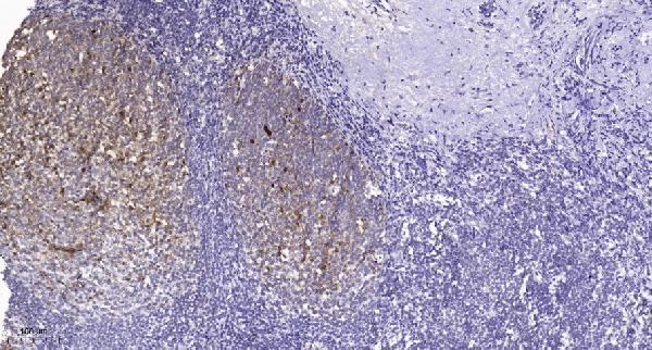 Immunohistochemical analysis of paraffin-embedded human tonsil
