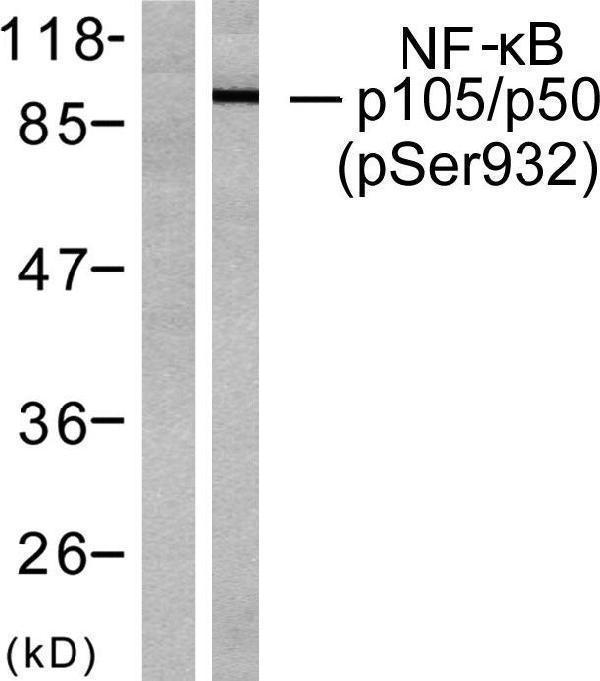 Western blot analysis of lysates from HeLa cells treated with CA+TNF 20ng/ml 10', using NF-kappaB p105/p50 (Phospho-Ser932) Antibody