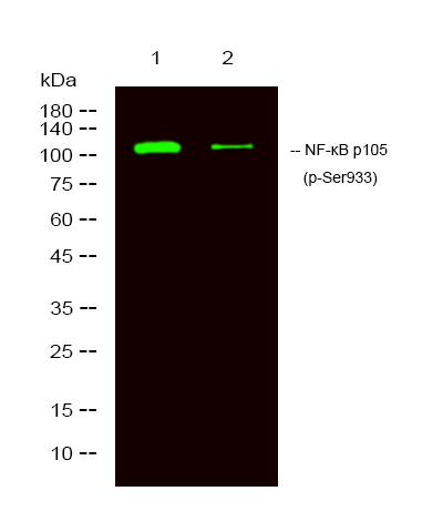 Western Blot analysis of 1 A431 treated with LPS, 2 A431, using primary antibody at 1:1000 dilution