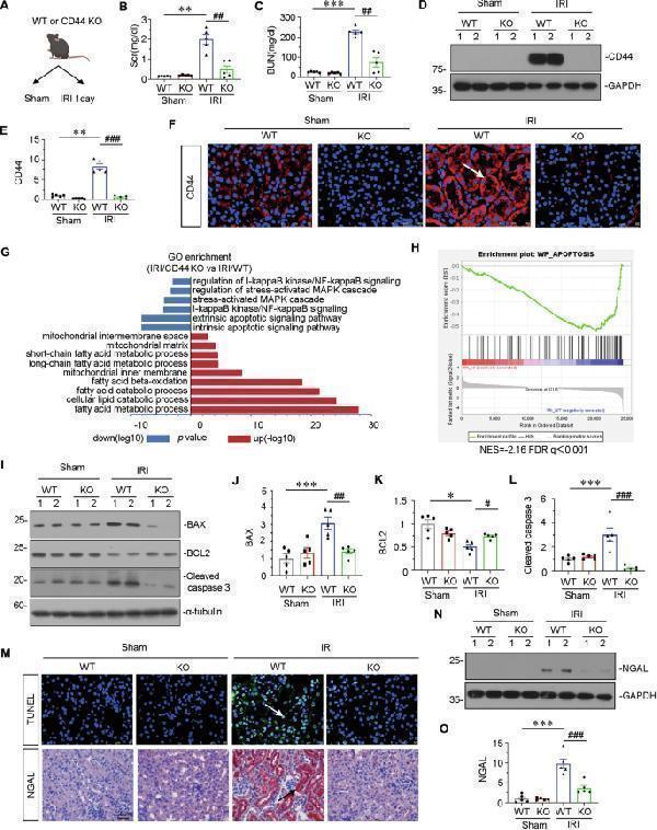 a00284 1 41419_2025_7438_fig2_html