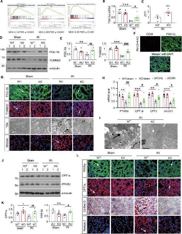 a00284 1 41419_2025_7438_fig3_html