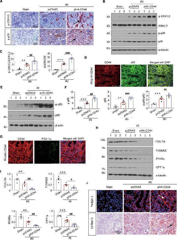 a00284 1 41419_2025_7438_fig6_html