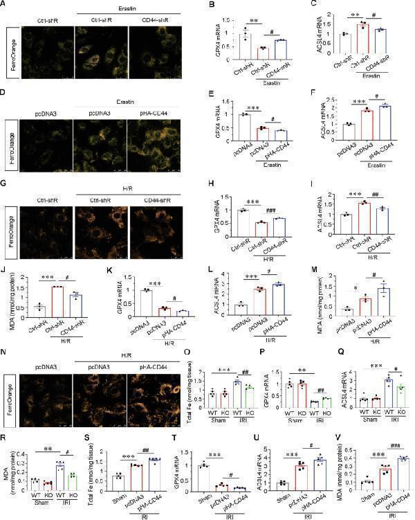 a00284 1 41419_2025_7438_fig9_html