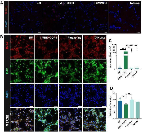 a00284 1 fncel 19 1553309 g008