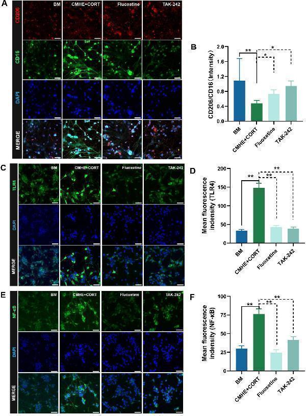 a00284 1 fncel 19 1553309 g009