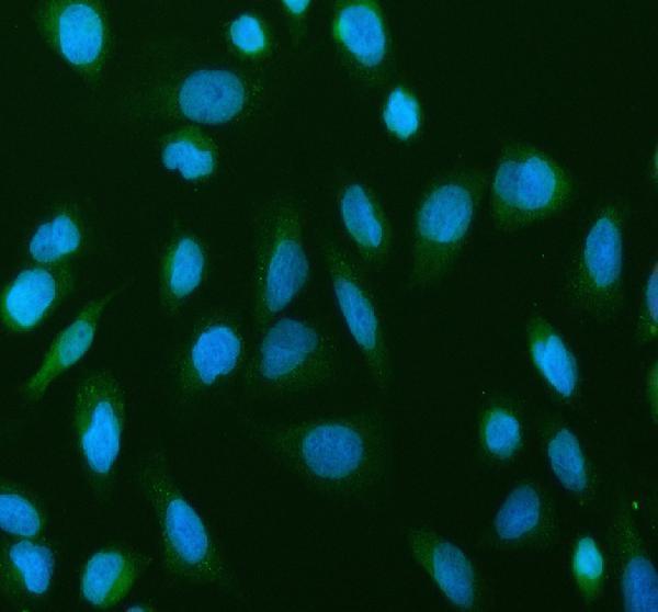 a00284 1 rela primary antibodies if testing 5