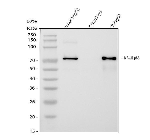 a00284 1 rela primary antibodies ip testing 3