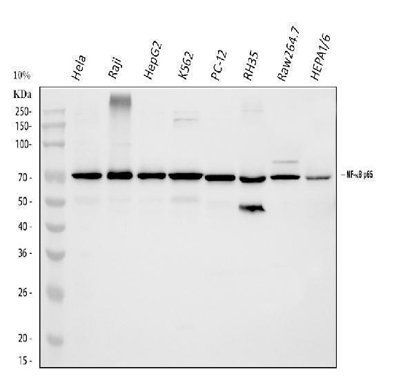 a00284 1 rela primary antibodies wb testing 1