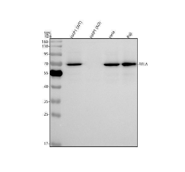 a00284 1 rela primary antibodies wb testing 2