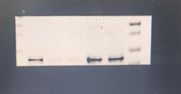 a00284 1 rela primary antibodies wb testing 2