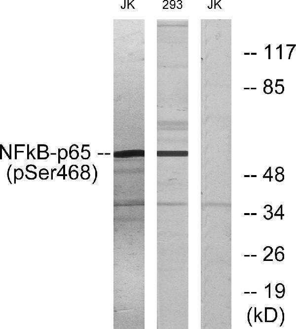 a00284s468 2 rela primary antibodies wb testing 3