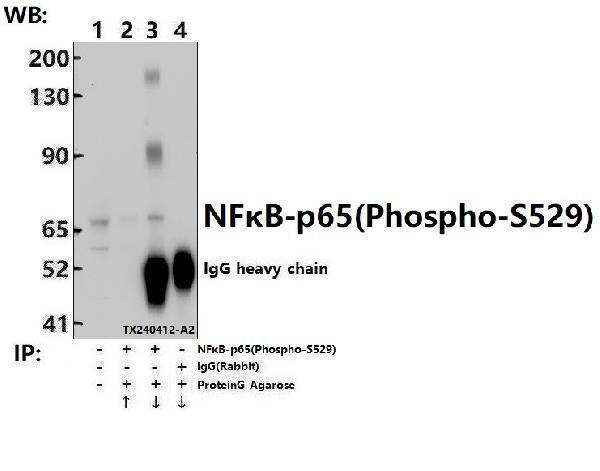 Immunoprecipitation of Jurkat(Calyculin A 50nM, 30min) cell lysates using NFkB-p65 (phospho-S529) pAb (Sepharose Bead Conjugate)#BD0048 (lane 2 and lane 3) and Nonspecific IgG  Control (Sepharose Bead Conjugate)#BD0048 (lane 4) 